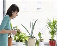 Lợi ích của việc trồng cây xanh trong nhà 